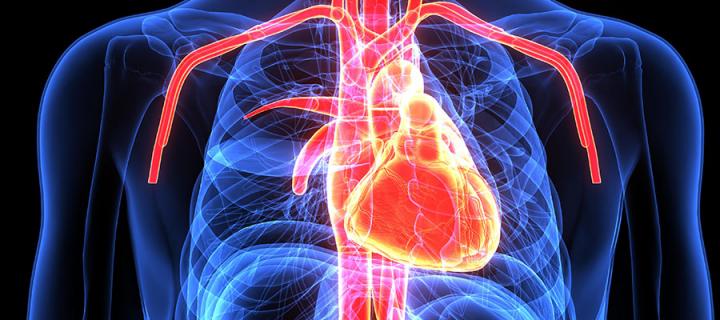 3D image of internal organs inc.heart